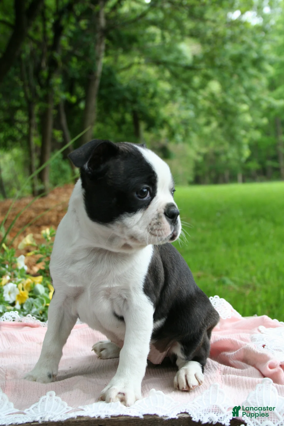 Boston Terrier dogs for sale: Tallie - Ad 2