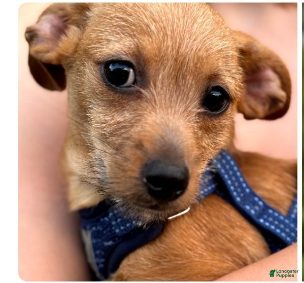 Chiweenie dogs Fiona - Ad 14