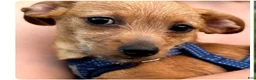 Chiweenie dogs for sale: Fiona - Ad 1