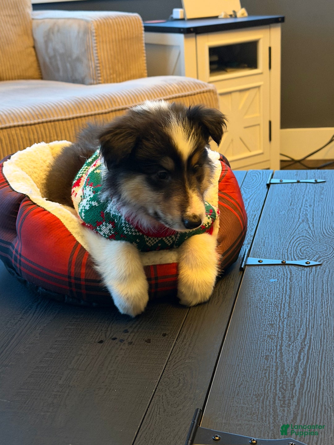 Collie dogs for sale: Collie Puppy 7 - Ad 20