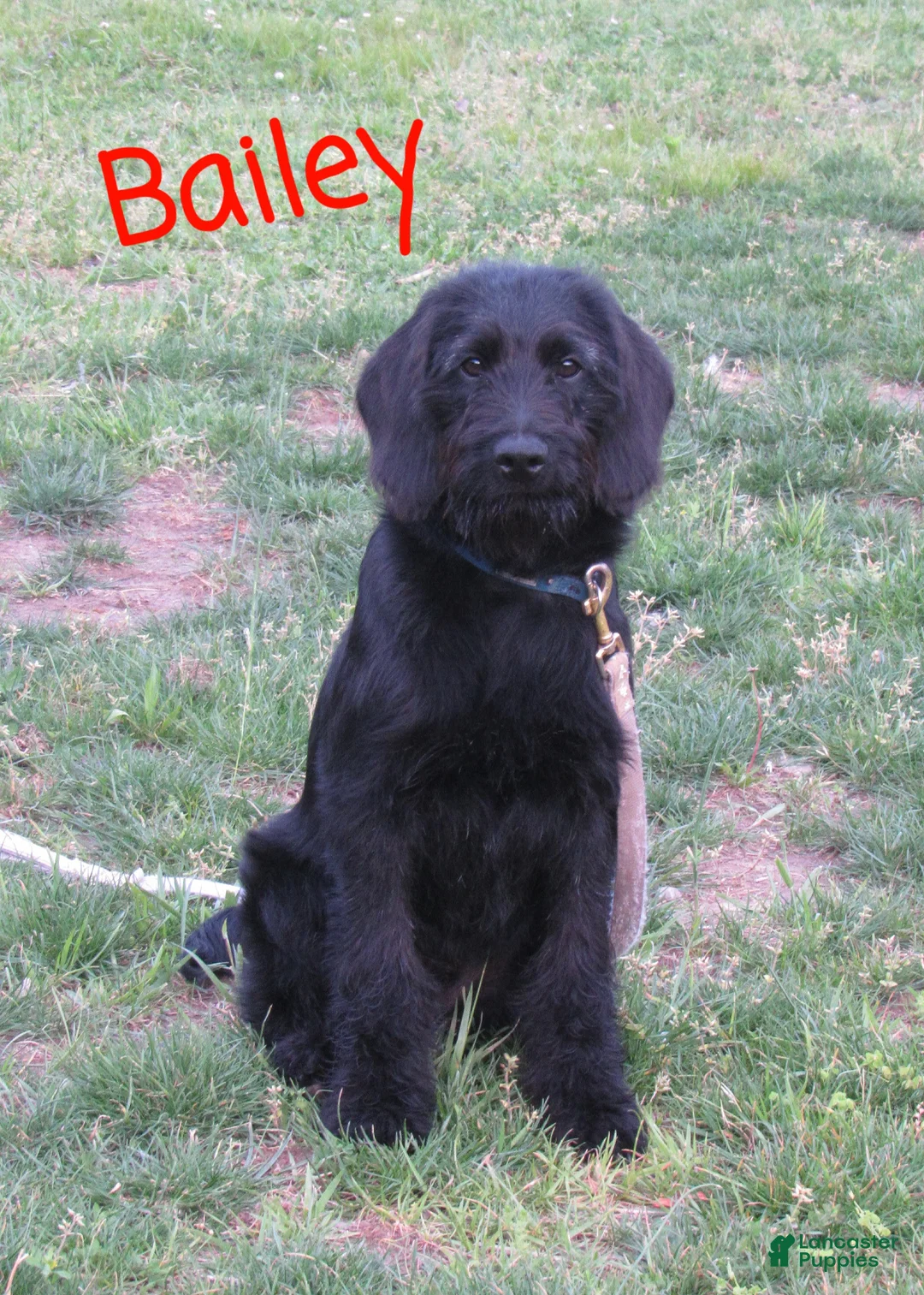 Labradoodle dogs for sale: Bailey - Ad 1