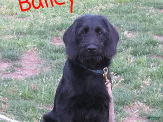 Labradoodle dogs for sale: Bailey - Ad 1