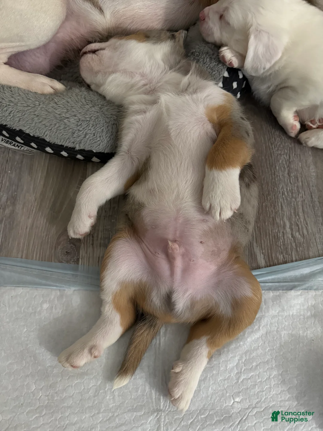 Mixed Breed dogs for sale: Saint - Ad 2