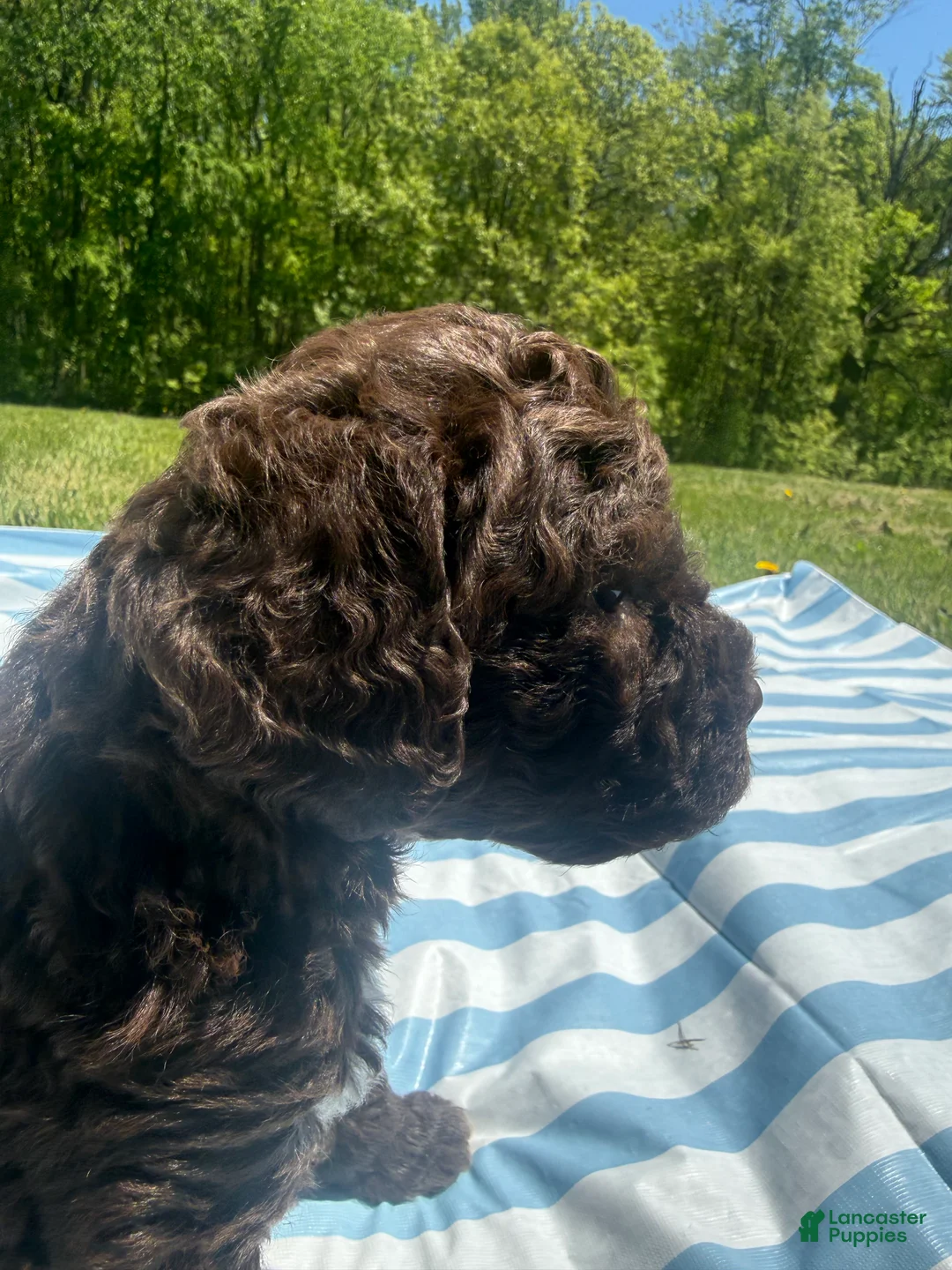 Lagotto Romagnolo dogs for sale: Lagotto Romagnolo Puppy 3 - Ad 2