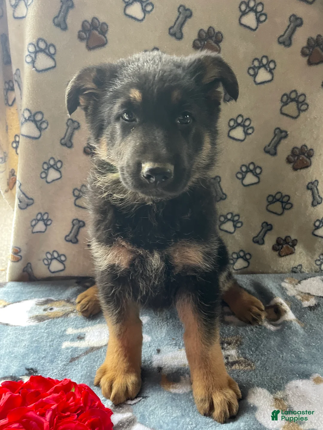 German Shepherd dogs for sale: Felix - Ad 2