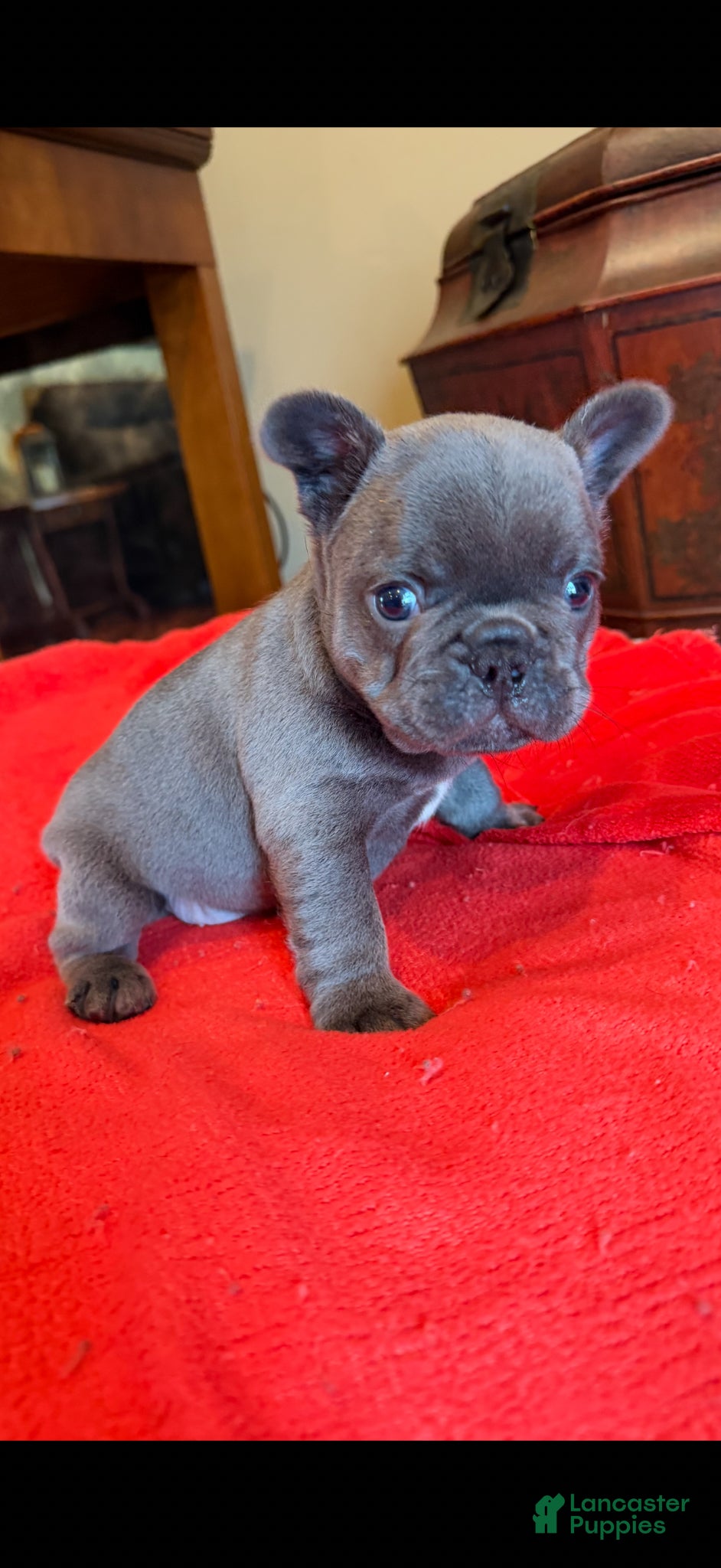 French Bulldog dogs Kenzi - Ad 1