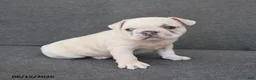 French Bulldog dogs for sale: Nancy - Ad 4