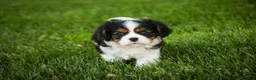 Cavalier King Charles Spaniel dogs for sale: Landry - Ad 8