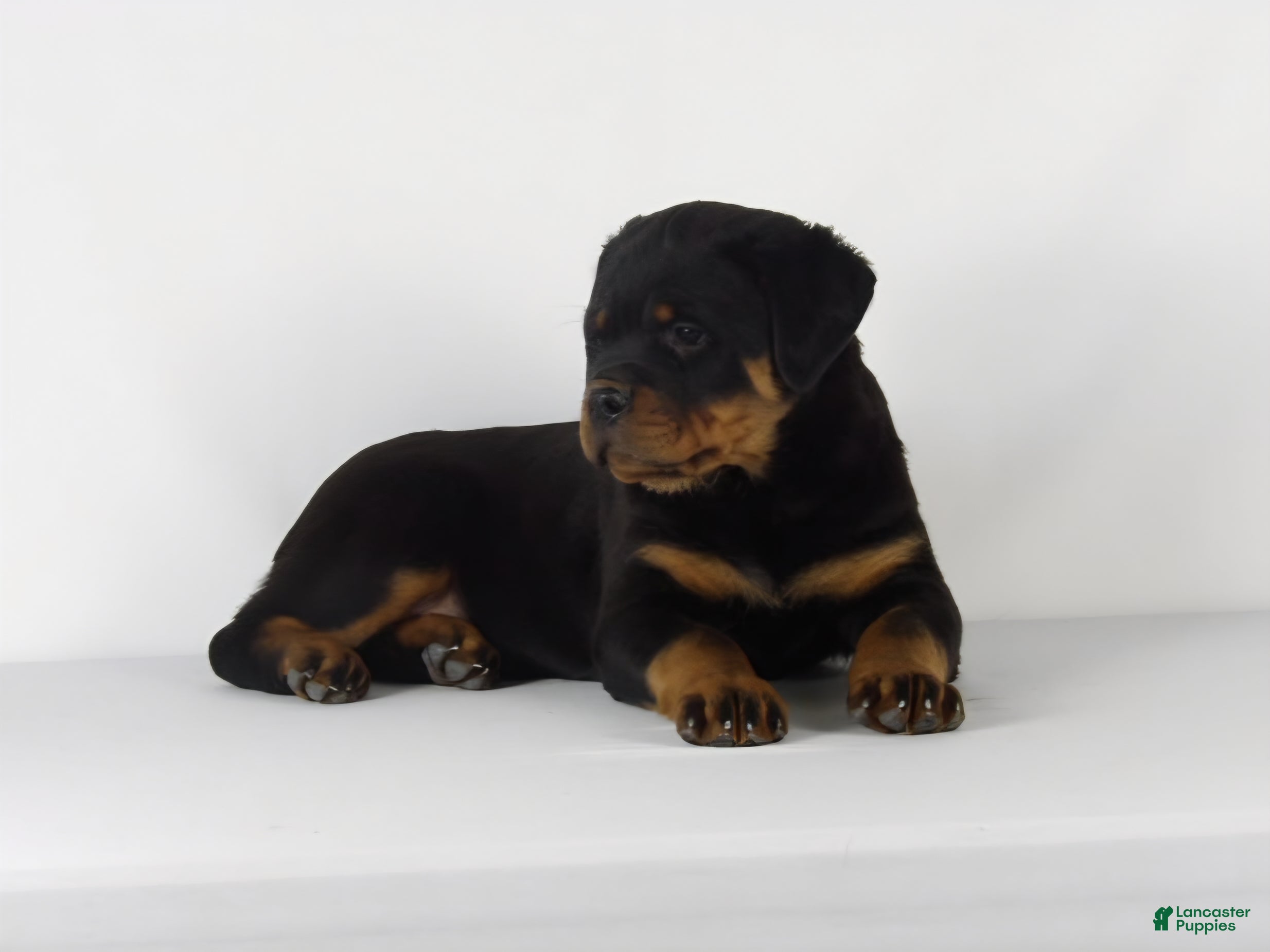 Rottweiler dogs Rottweiler Puppy 2 - Ad 1