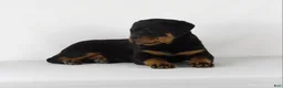 Rottweiler dogs for sale: Rottweiler Puppy 2 - Ad 1