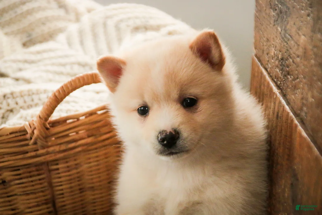 Pomsky dogs for sale: Sydney - Ad 3