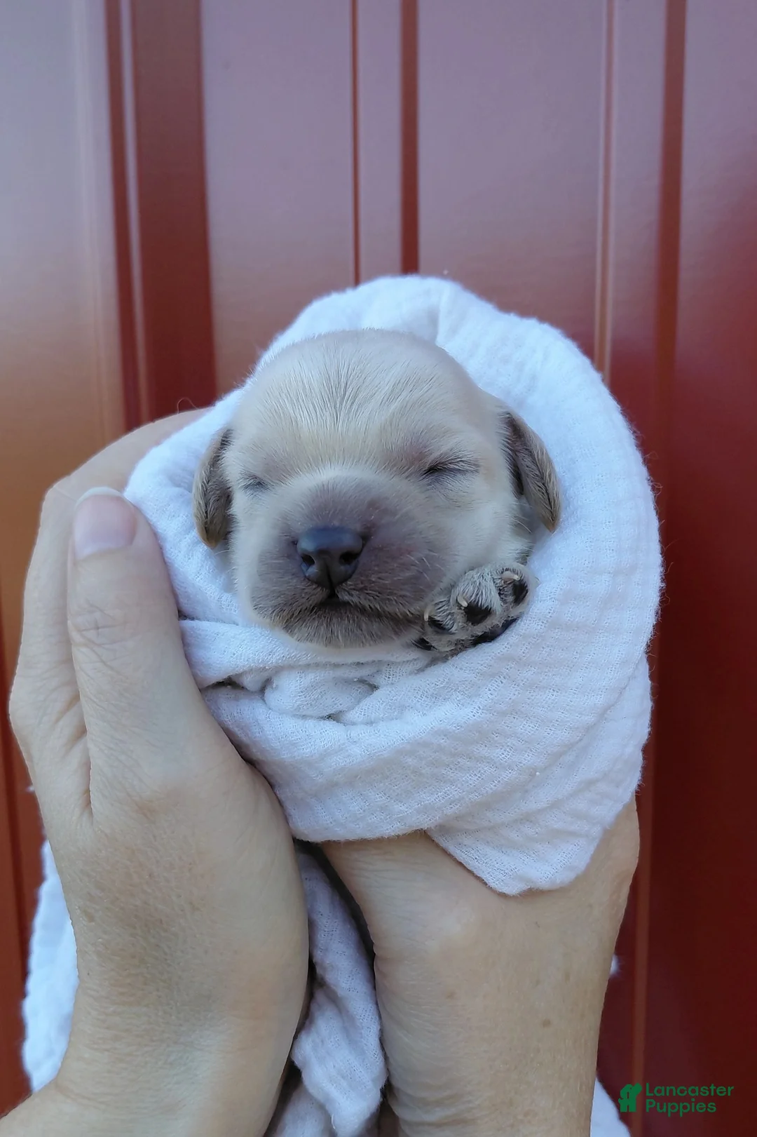 Cockapoo dogs for sale: Sawyer-Male - Ad 2