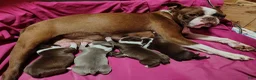 Boston Terrier dogs for sale: Mocha  - Ad 5