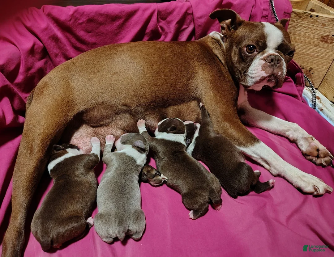 Boston Terrier dogs for sale: Mocha  - Ad 5