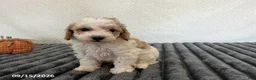 Cavapoo dogs for sale: Maverick - Ad 3