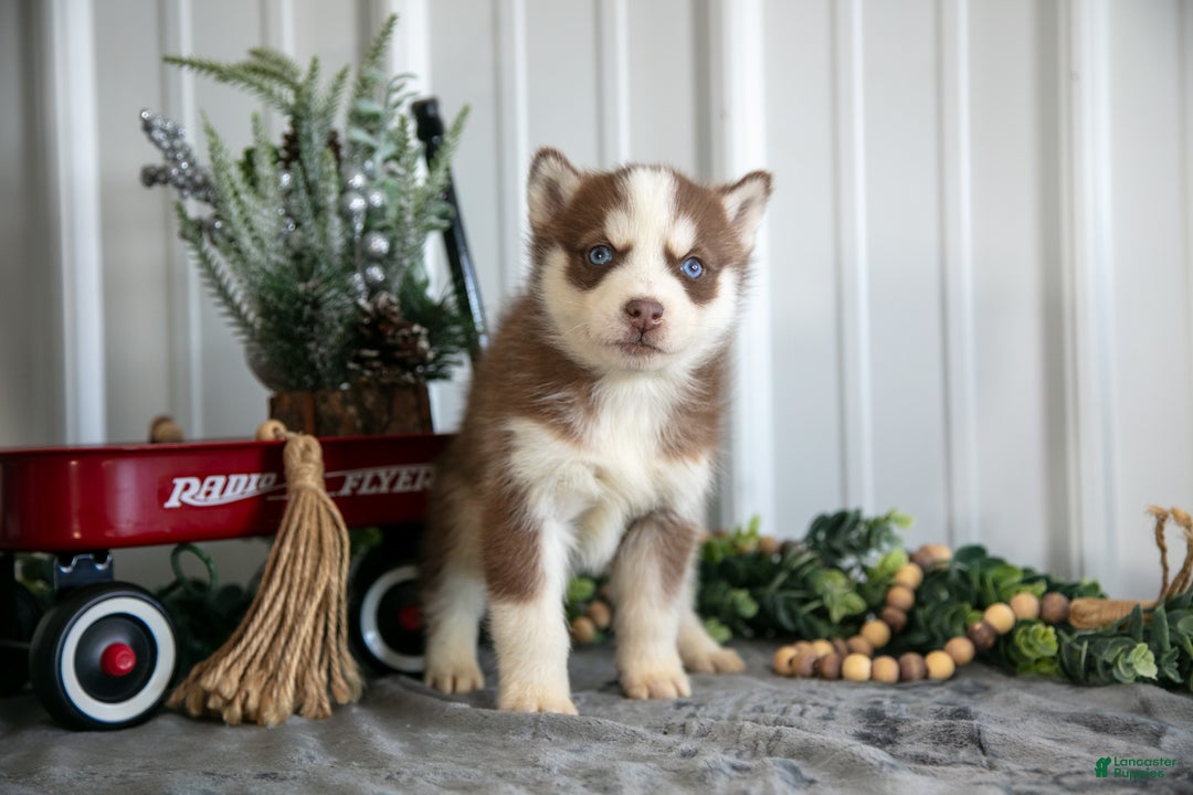 Siberian Husky dogs for sale: Stefan - Ad 2