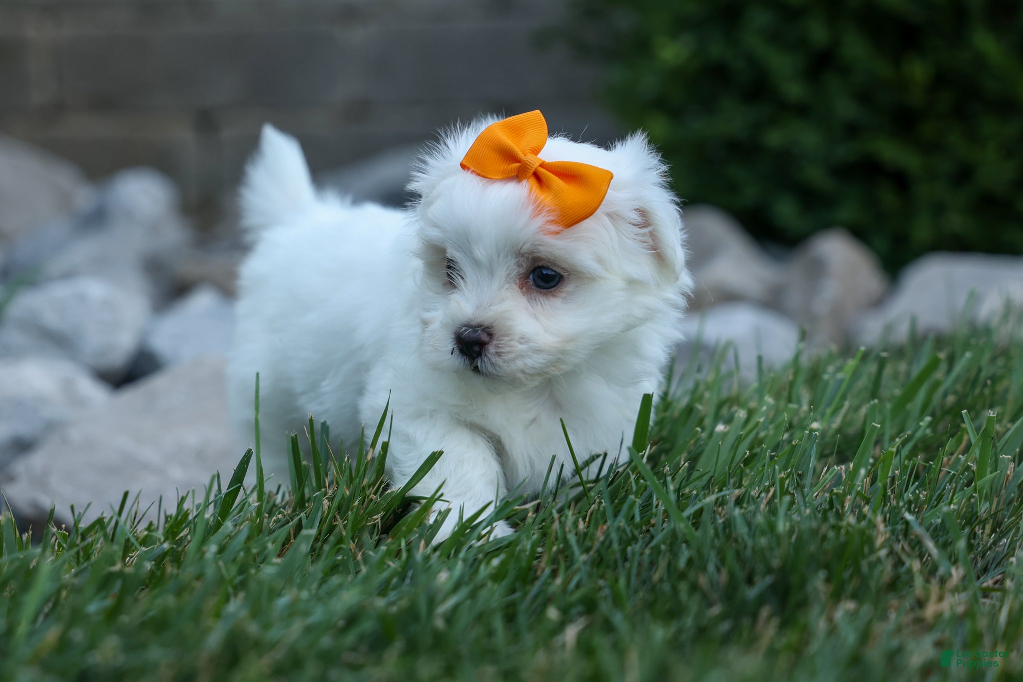 Maltese dogs PATRICK - Ad 2