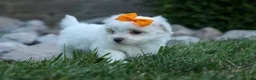 Maltese dogs for sale: PATRICK - Ad 2