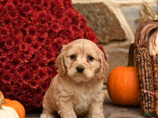 Cocker Spaniel dogs - Ad 25