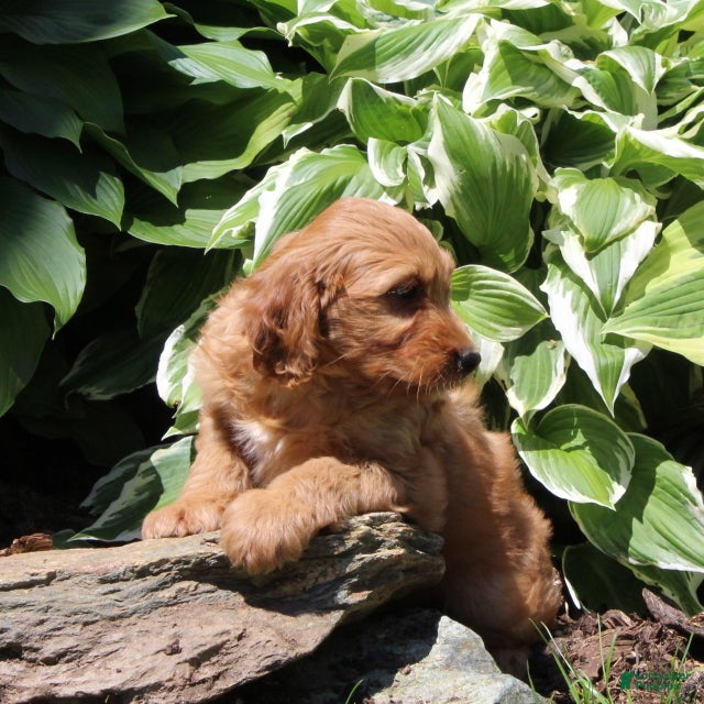 Irish Doodle dogs Ralph - Ad 2