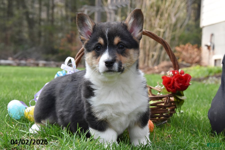 Welsh Corgi Pembroke dogs Betsy - Ad 2