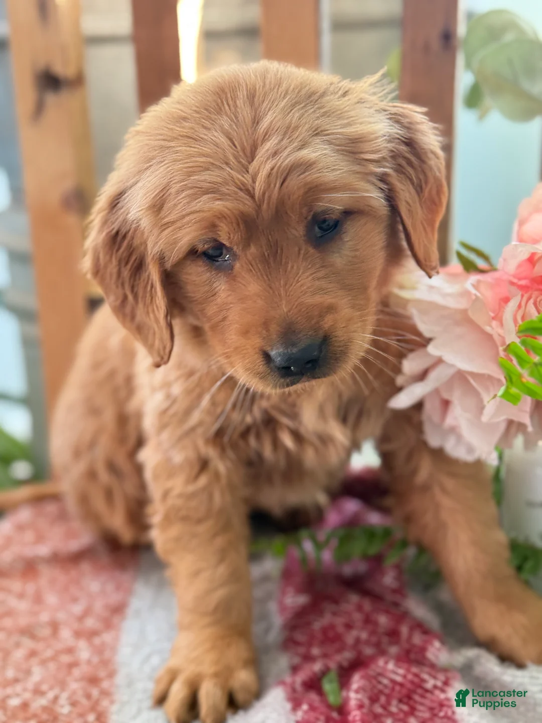 Golden Retriever dogs for sale: Ruby - Ad 6