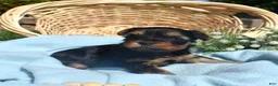 Yorkshire Terrier dogs for sale: Cheerio - Ad 7