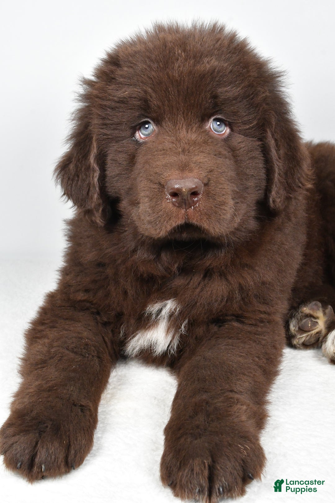 Newfoundland dogs for sale: Bear - Ad 4