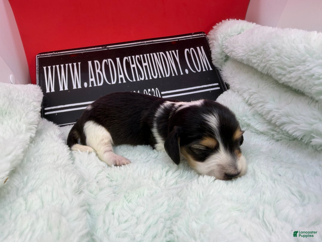 Miniature Dachshund dogs for sale: S.African/Russian Pie cream points - Ad 3