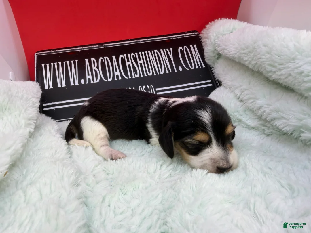 Miniature Dachshund dogs for sale: Russian/South African pies - Ad 26