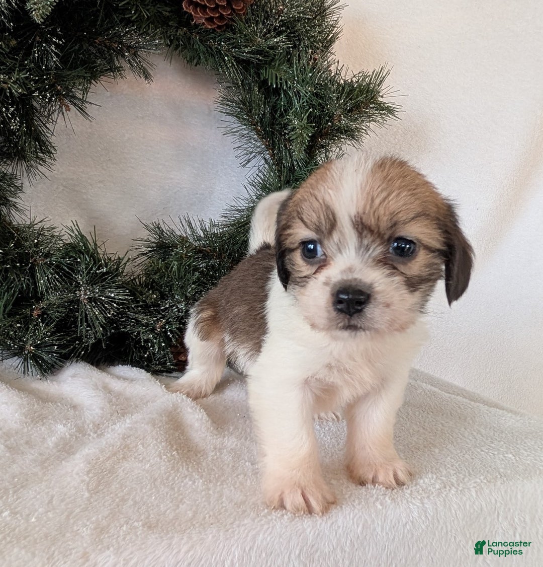 Mixed Breed dogs for sale: Ann - Ad 9