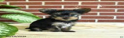 Yorkshire Terrier dogs for sale: Nutella - Ad 3