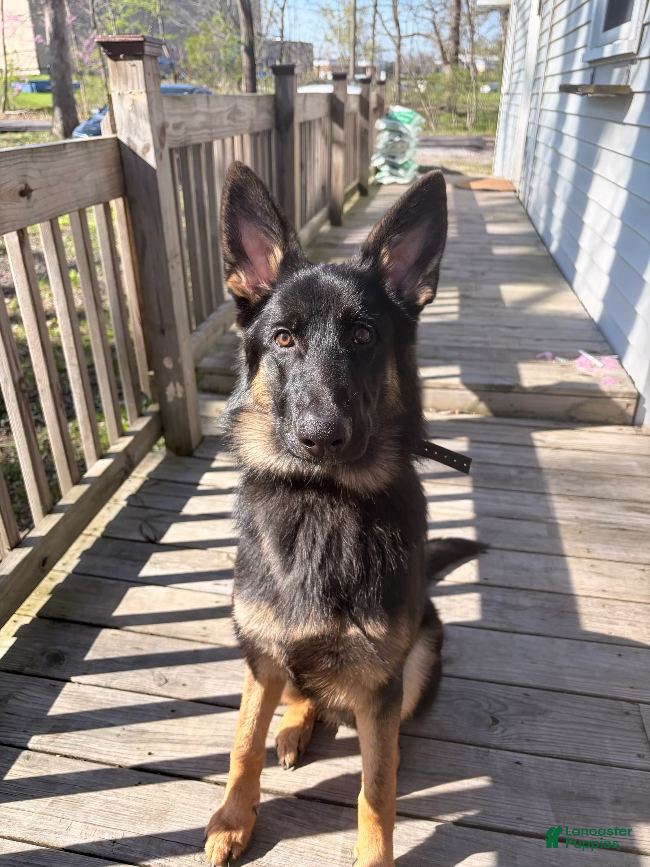 German Shepherd dogs German Shepherd 1 - Ad 36