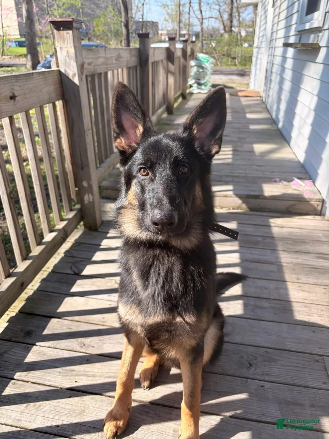 German Shepherd dogs for sale: German Shepherd 1 - Ad 1