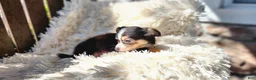 Chihuahua dogs for sale: Tony - Ad 3