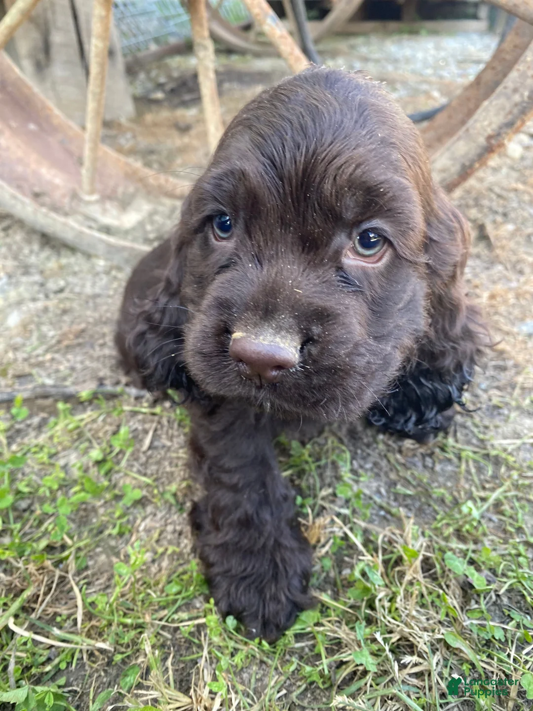 Cocker Spaniel dogs for sale: Tiny - Ad 2