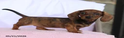 Miniature Dachshund dogs for sale: Cassie - Ad 3