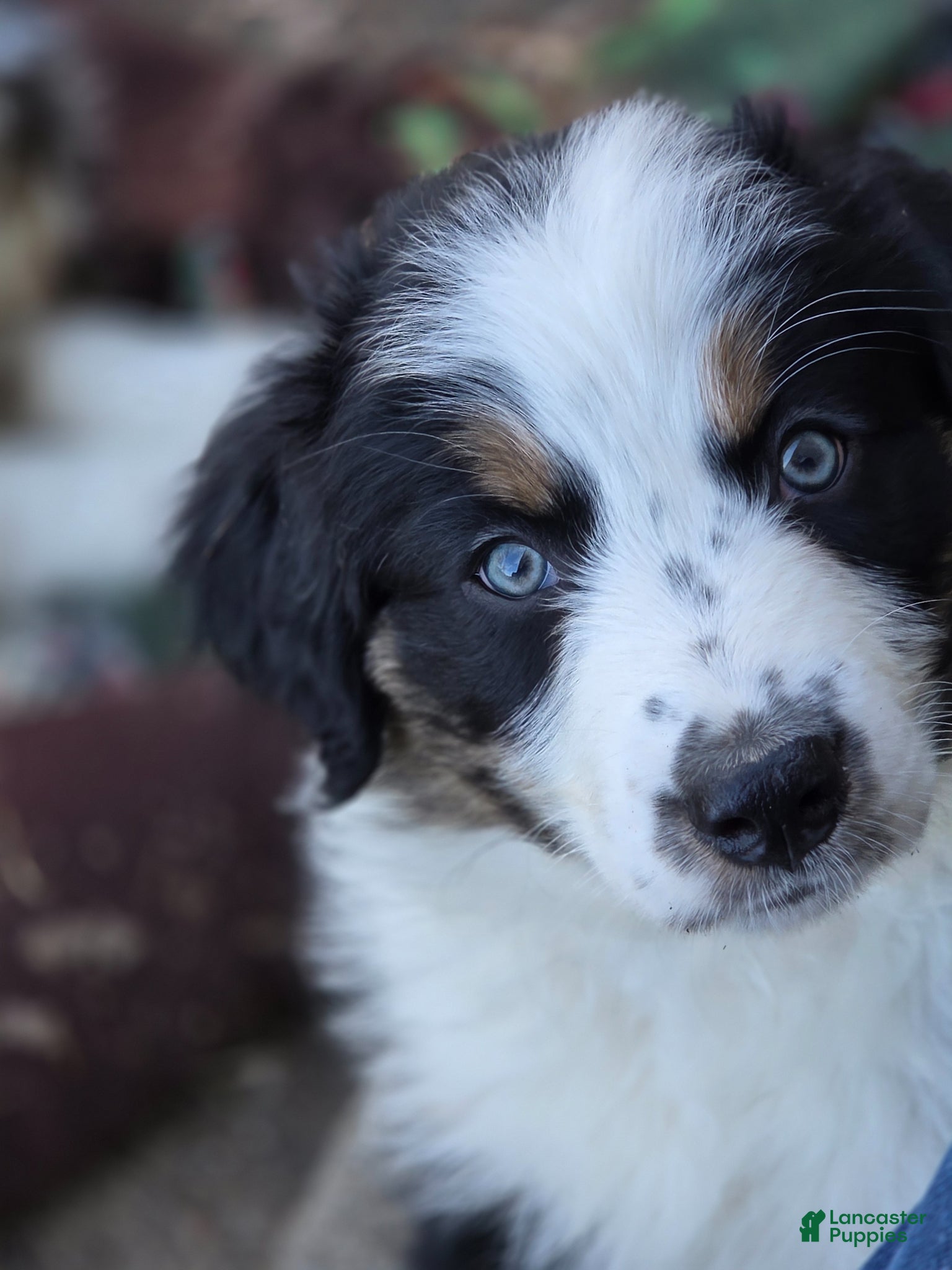 Australian Shepherd dogs for sale: Australian Shepherd Puppy 9 - Ad 4