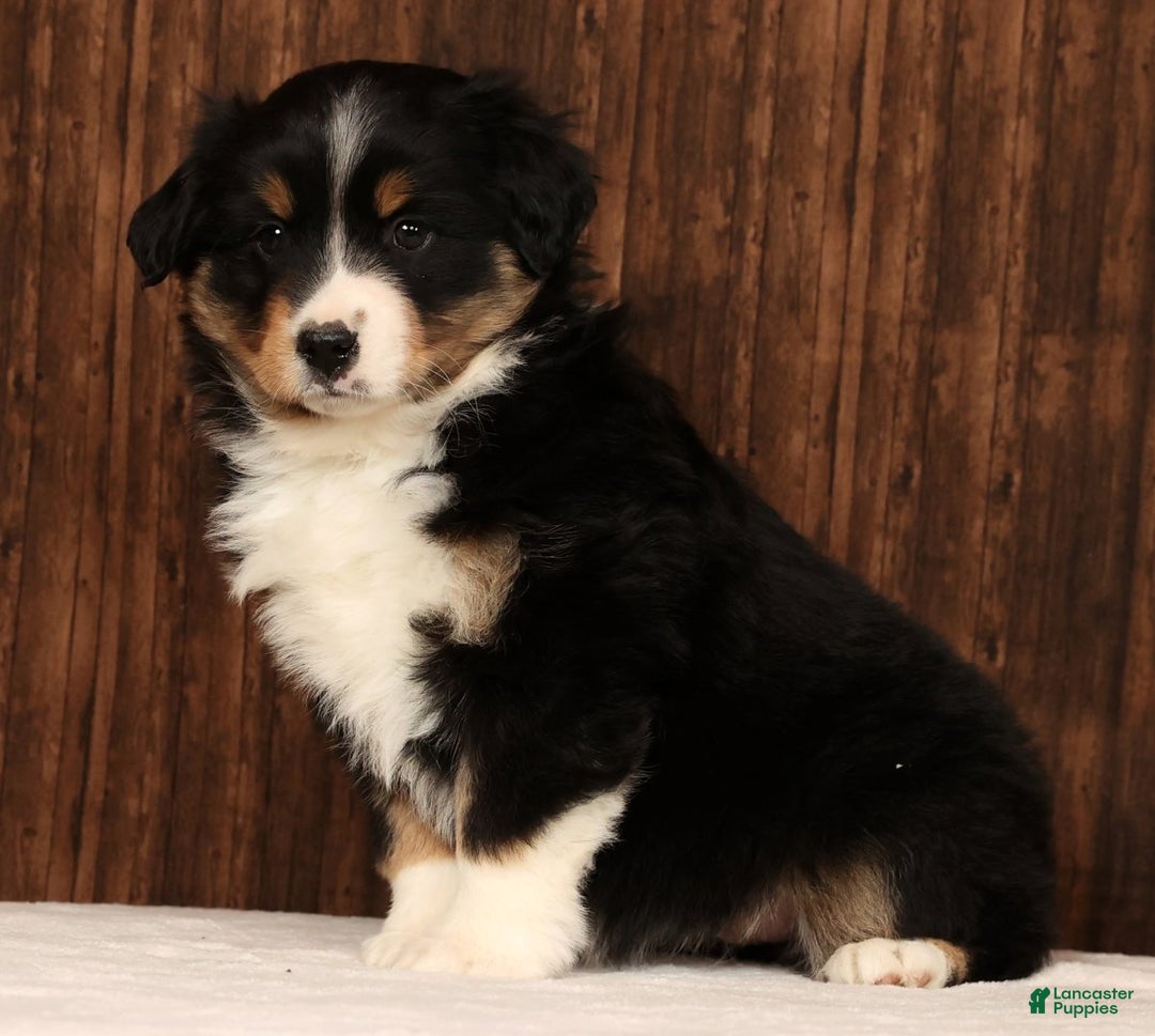 Miniature Australian Shepherd dogs for sale: Stella - Ad 8