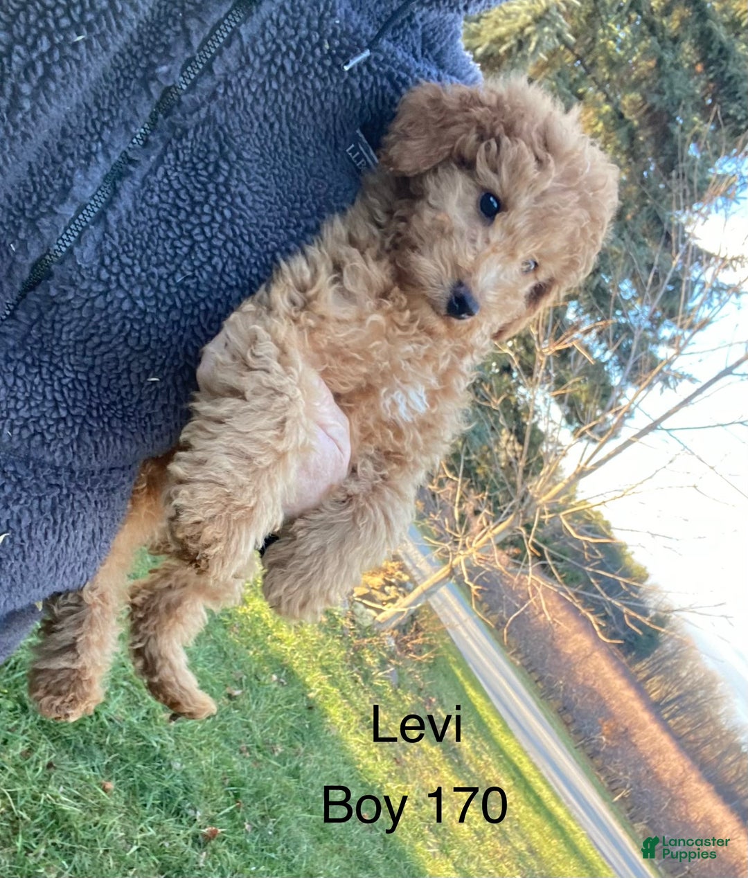 Mini Goldendoodle dogs for sale: Mini Goldendoodle Puppy Levi  - Ad 4