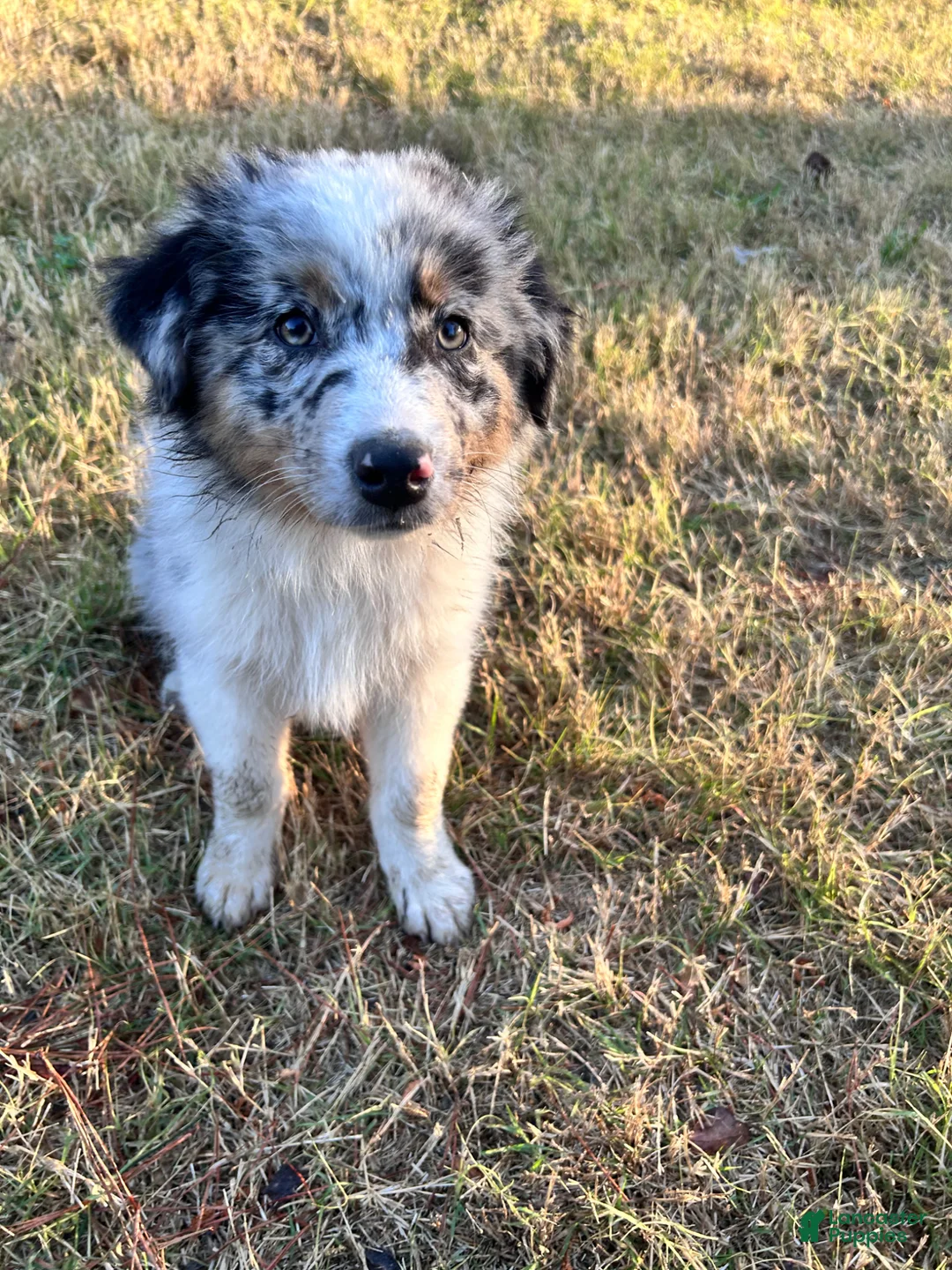 Australian Shepherd dogs for sale: Taupe - Ad 17