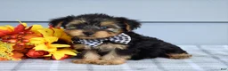 Yorkshire Terrier dogs for sale: Carter - Ad 3