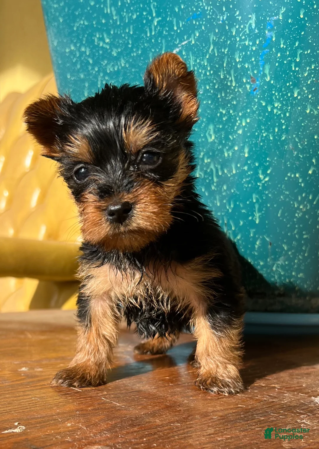 Yorkshire Terrier dogs for sale: Misty tiny Yorkie puppy - Ad 1