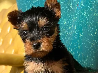 Yorkshire Terrier dogs for sale: Misty tiny Yorkie puppy - Ad 4