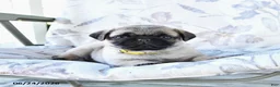 Pug dogs for sale: Winston - Ad 4