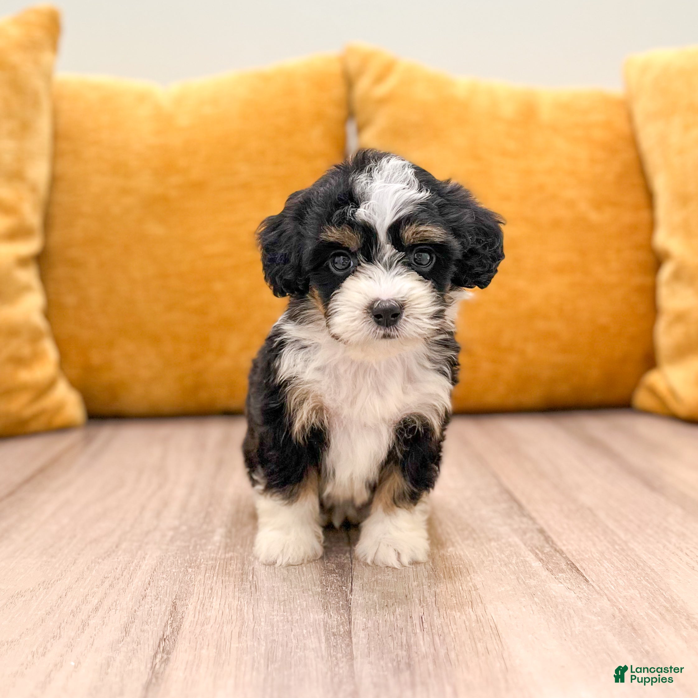 Mini Bernedoodle dogs Savannah - Ad 1