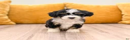 Mini Bernedoodle dogs for sale: Savannah - Ad 1