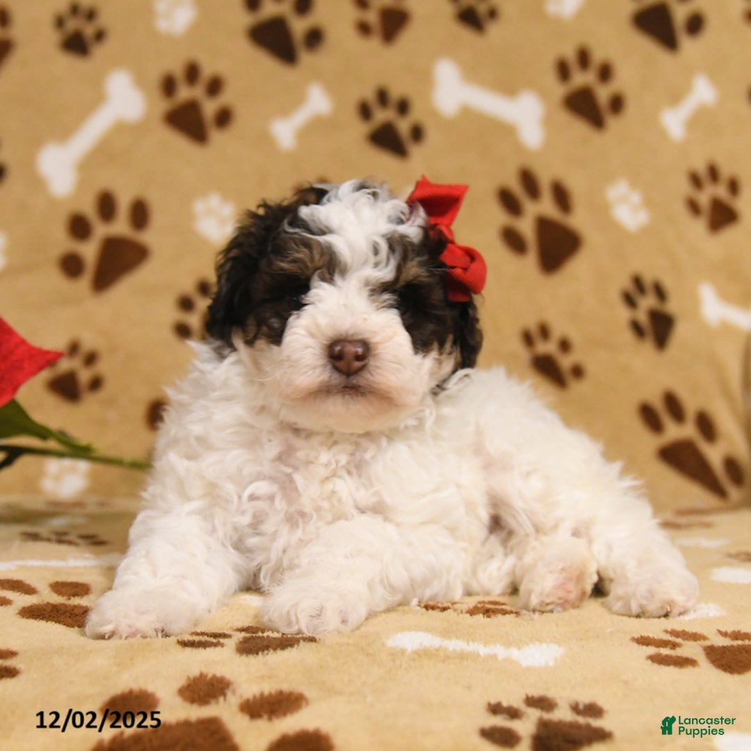Toy Poodle dogs for sale: Buttons - Ad 3