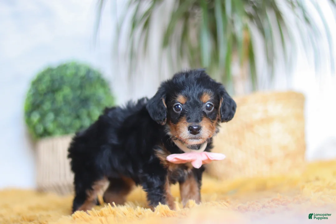 Yorkiepoo dogs for sale: Scarlett - Ad 5