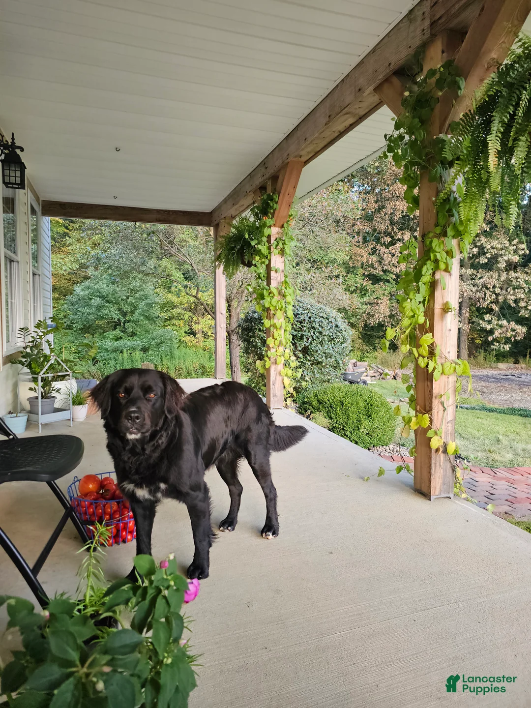 Mixed Breed dogs for sale: Hazel - Ad 5